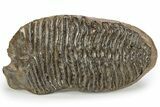 Fossil Woolly Mammoth Lower M Molar - Nice Roots #238752-1